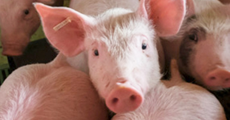 circovirus in pigs