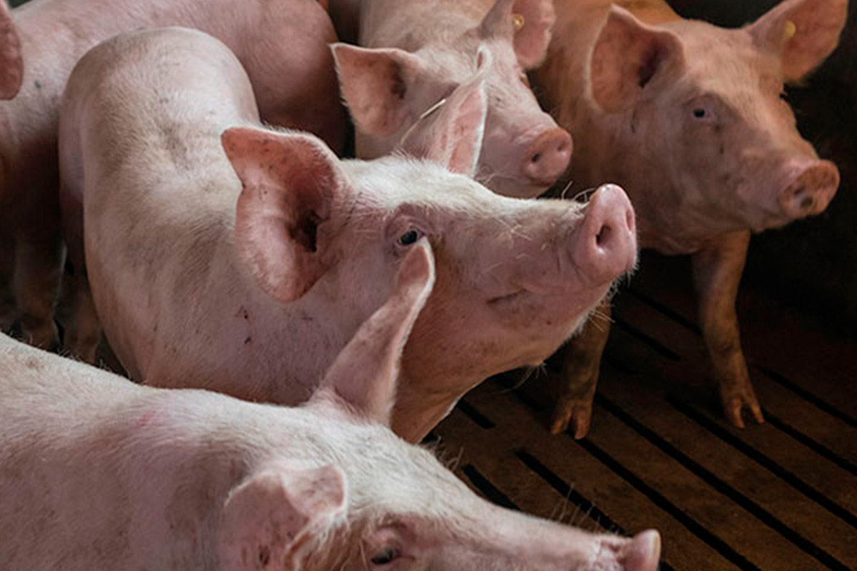 pigs suffering of porcicne circovirus