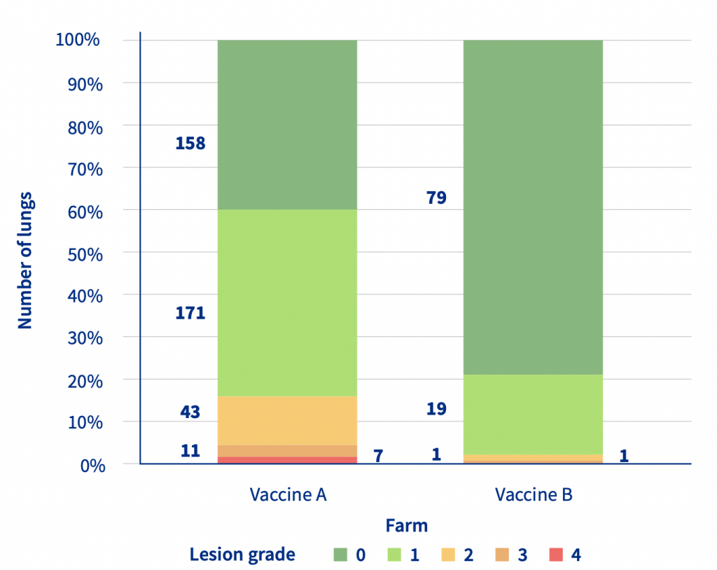 Distribution of the lung lesion grades enzootic neumonia