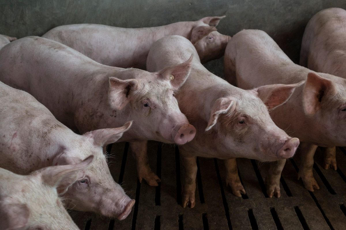 Slaughter in pigs Peru