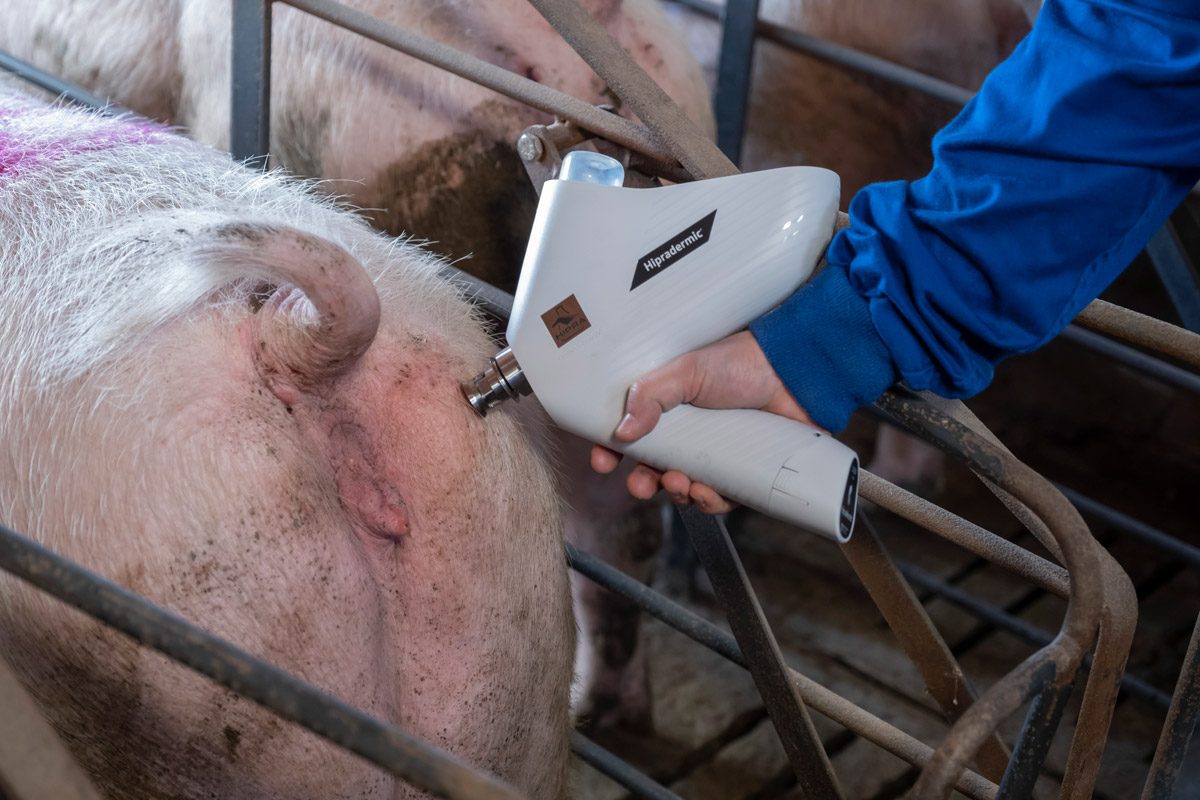 hipradermic swine vaccination