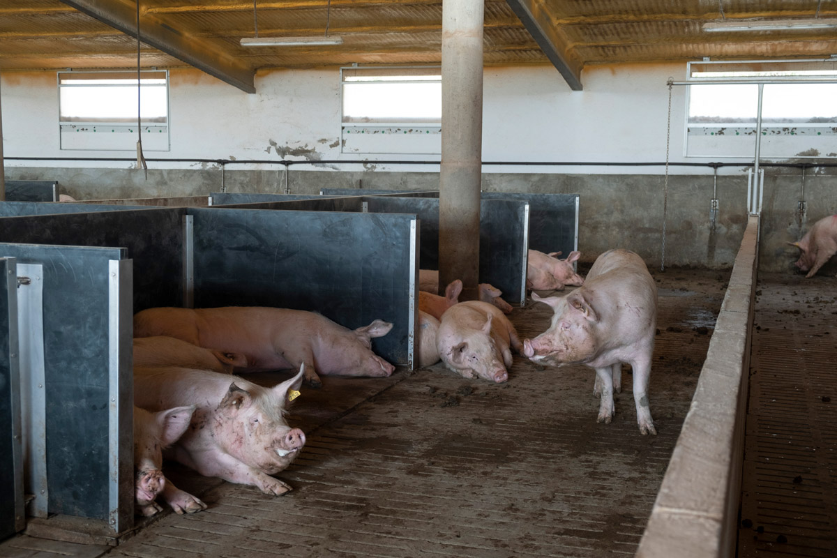 Pigs with lung lesions in a farm