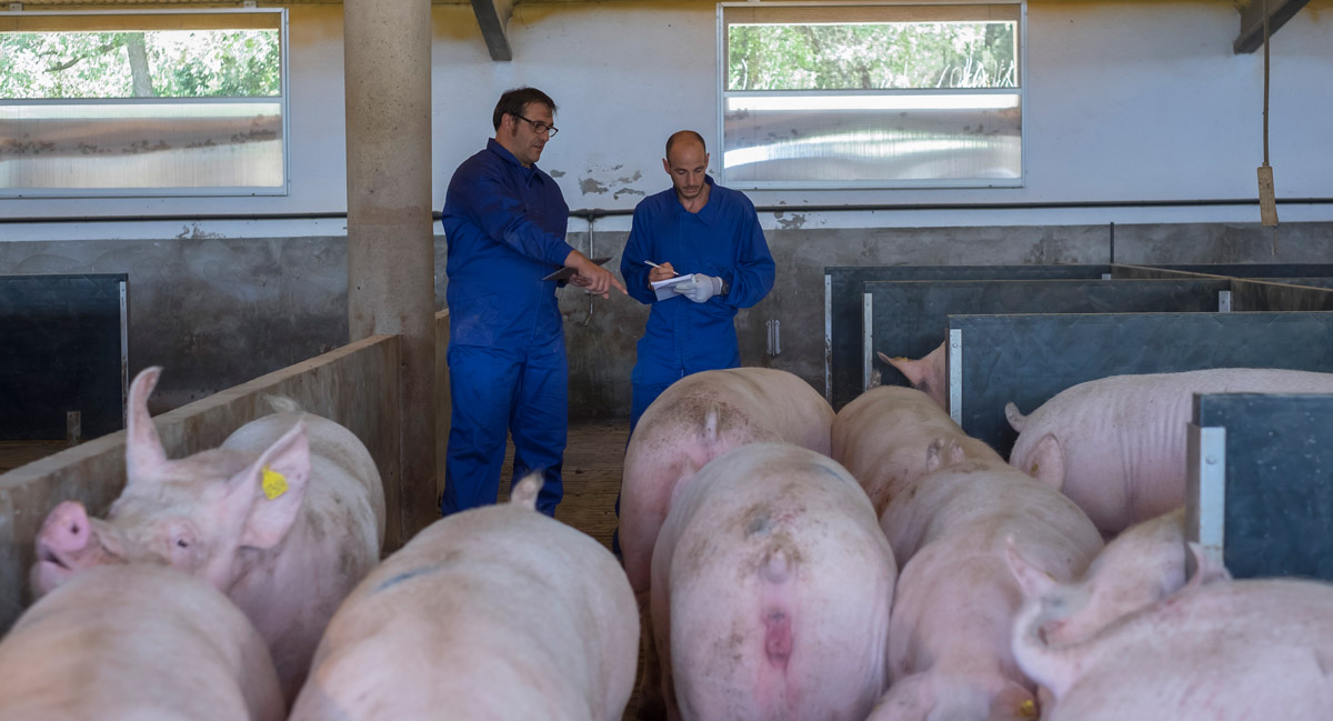 Swine farm HIPRA